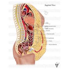 This anatomy section promotes the use of the terminologia anatomica, the international standard of anatomical nomenclature. Stock Female Pelvis Normal Anatomy Illustrated Verdict