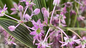 Image result for Ledebouria cooperi
