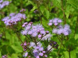 Blue Mist Flower Or Wild Ageratum Wild Flowers Flowers Growing Gardens