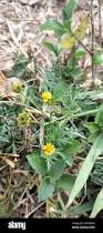 Image result for Chrysanthellum indicum