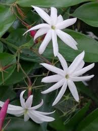 Il sambuco (sambucus nigra) è una pianta appartenente alla famiglia delle caprifoliaceae, la cui parte utilizzata è costituita da fiori e foglie. Pin Su Giardino Di Sandra
