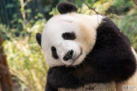 Фотообои Милая панда - Арт. 180523 | Купить в интернет-магазине Уютная  стена