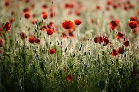 Pipacs Papaver Rhoeas Viragzik A Nograd Megyei Soshartyan Kozeleben 2017 Majus 26 An Mti Foto Komka Peter Proaktivdirekt El Poppies Poppy Field Wildlife