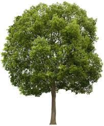 Free Texture Hackberry Tree Trees Lugher Texture Library Tree Photoshop Watercolor Trees Garden Illustration