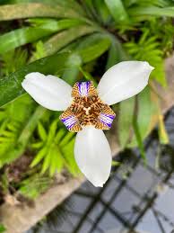 Image result for Tephrosia nyikensis