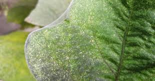 Image result for spider mites on cucumbers