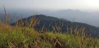 Image result for Globimetula rubripes