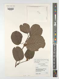 Image result for Monotes africanus