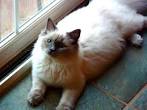 Ragdoll Breed Characteristics and Information | IamCasper