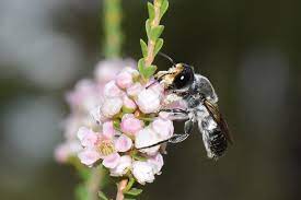 Guide for selecting the best australian suited flowers and plants to benefit the bees, pollinators and your garden. How To Make Your Garden Native Bee Friendly Csiroscope