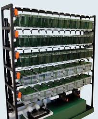 The Aquarius Fish System Is Designed To Be Cost Effective And Eliminate Efficiency Problems Found In Other Zebra Fish Tank Terrarium Betta Breeding Aquaponics