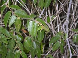 Image result for Uvaria