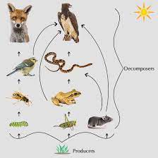A single pathway by which energy and matter flow through an ecosystem. What S The Difference Between Food Chain And Food Web Science Struck
