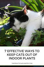 Keep flower beds watered as some cats don't like wet earth. 7 Effective Ways To Keep Cats Out Of Indoor Plants The Practical Planter