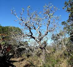 Image result for Cussonia natalensis