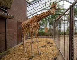 The deal is for o2. Giraffenbulle Zikomo Hat Wieder Gesellschaft Nachwuchs Maoli Aus Frankreich Im Zoo Dortmund Eingetroffen Nordstadtblogger