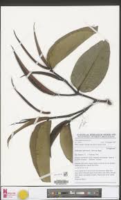 Image result for Klainedoxa