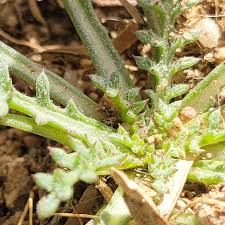 Aves.....the taxonomic...