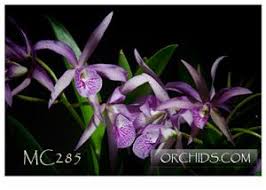 Image result for Mayaca baumii