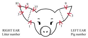 Proper Way To Ear Notch Pigs