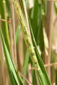 Image result for Oryza barthii