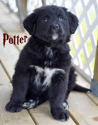 Black And White Border Collie Pointer Mix Pin By Crystal Fraley On Animals Lab Mix Puppies Collie Mix Golden Retriever