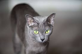 2,357 likes · 8 talking about this. 10 Cat Breeds That Have Blue Colored Coats