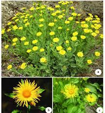 Image result for Inula
