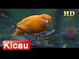 Suara Kenari Juara Mp3 Video Burung Burung Suara Video