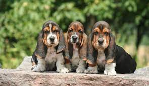 She is available for deposit along with 3. Beautiful Basset Hound Puppies For Sale Home Facebook