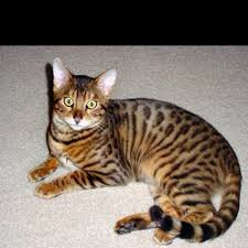 most gorgeous cat ever bengal tiger cat wish i had the money for one of them bengal tiger cat bengal cat cats