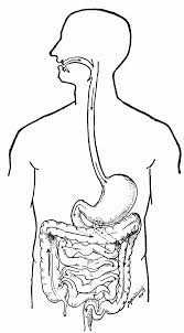 Human Body Coloring Page Luxury Human Body Systems Coloring Pages Coloring Home Human Body Systems Anatomy Coloring Book Body Systems