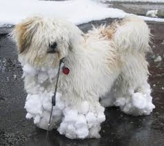 All colors are acceptable and common coloring includes black, black and tan, cream, golden, grizzle. Lhasa Apso Dog Breed Information And Pictures