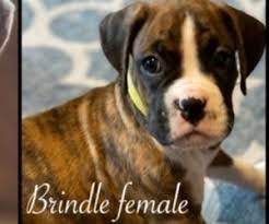 Lancaster puppies has boxers for sale! View Ad Boxer Puppy For Sale Near New York East Fishkill Usa Adn 215989