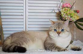 british shorthair cattery british shorthair cats british shorthair cats golden blue british shorthair cat