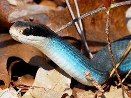 We did not find results for: Illinois Snakes Pictures And Identification Help