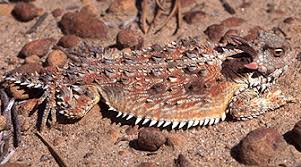 Image result for Stenostelma corniculatum