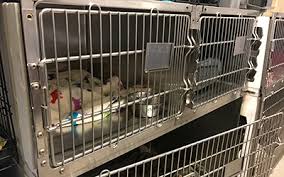1:59 pm cst feb 4, 2021 hide. Low Barrier Shelter What Does It Mean Springs Rescue Mission