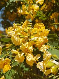 Tipuana tipu, is a fast growing, colorful flowering medium to large sized tree that can provide a great amount of shade, as well as beauty for your landscape. Tree Tuesday Tipuana Tipu Rosewood Tree Steemit
