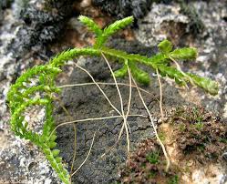 Image result for Selaginella molliceps