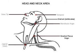 Vagus Nerve Pressure Point Dim Mak Google Search Self