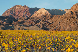 This season, death valley has received 1.19 inches of rain, but it came at the right time for the wildflower bloom, dnvha officials say. Usfws Pacific Region Spring Flowers Bring Life To Death Valley