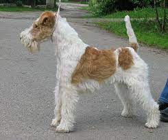 The smooth fox terrier is energetic and cannot be ignored. Wire Fox Terrier Wikipedia