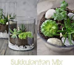 Nachmachtipp Sukkulenten Terrarien Terrarium Pflanzen Pflanzen Und Terrarien