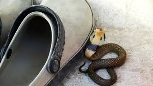 Pemicu ular piton di petamburan diungkap panji petualang, ini cara cegah masuk rumah. Agar Keluarga Tetap Aman Ini Cara Cegah Ular Kobra Masuk Ke Rumah Kumparan Com