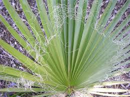 Image result for Washingtonia robusta