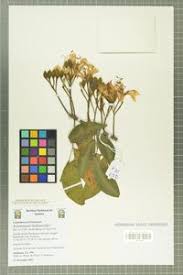 Image result for Tessmannia