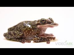 Image result for Fadogia tetraquetra