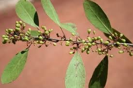 Image result for Gymnosporia senegalensis