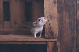 Check spelling or type a new query. Safe And Toxic Wood For Rats To Chew